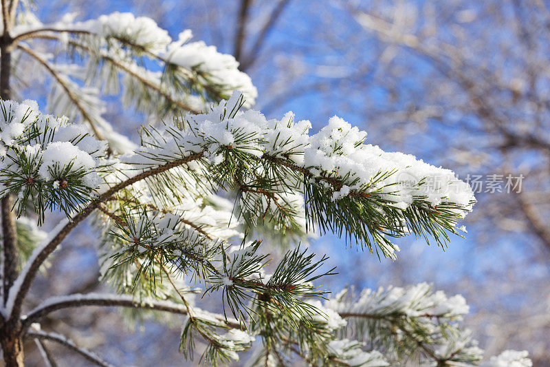 雪松枝