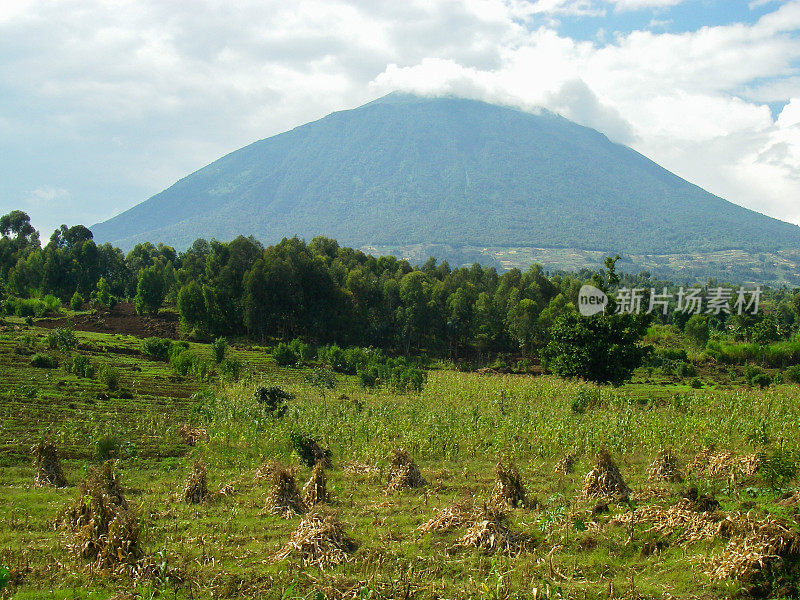 穆哈布拉火山在卢旺达桉树森林和田野后面升起