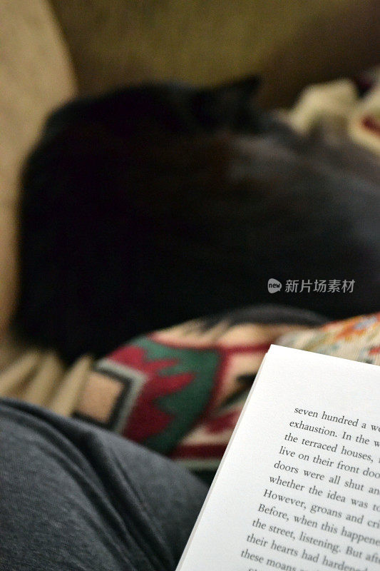 和猫一起在沙发上看书