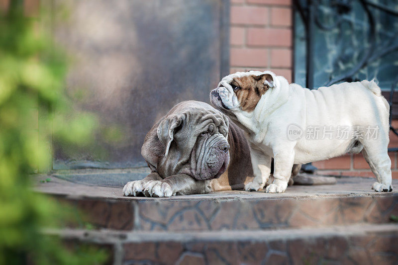 纳波利塔诺和英国斗牛犬