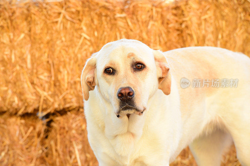 拉布拉多寻回犬