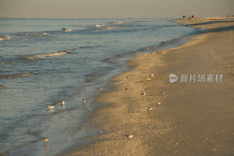 佛罗里达州坦帕湾海岸的水边鸟类