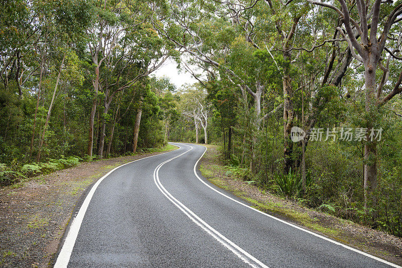 蜿蜒的道路穿过桉树林