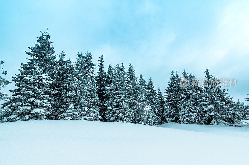 美丽的冬季景观和白雪覆盖的树木