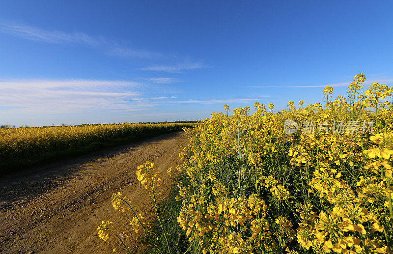 菜籽油，蓝天和乡村公路