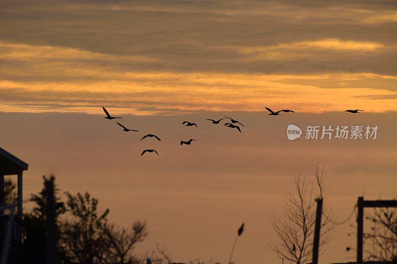 黎明时分，鸬鹚群飞过