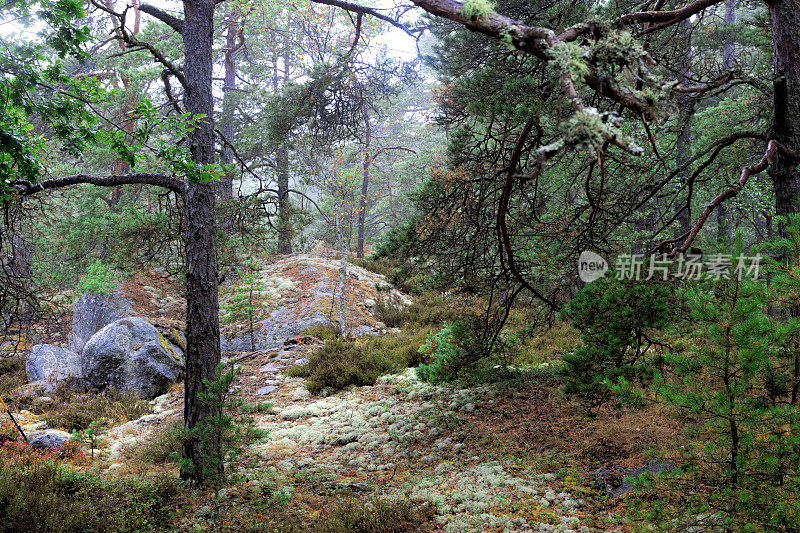 雨中的森林景观，斯德哥尔摩群岛，瑞典