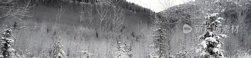 雪覆盖的树木