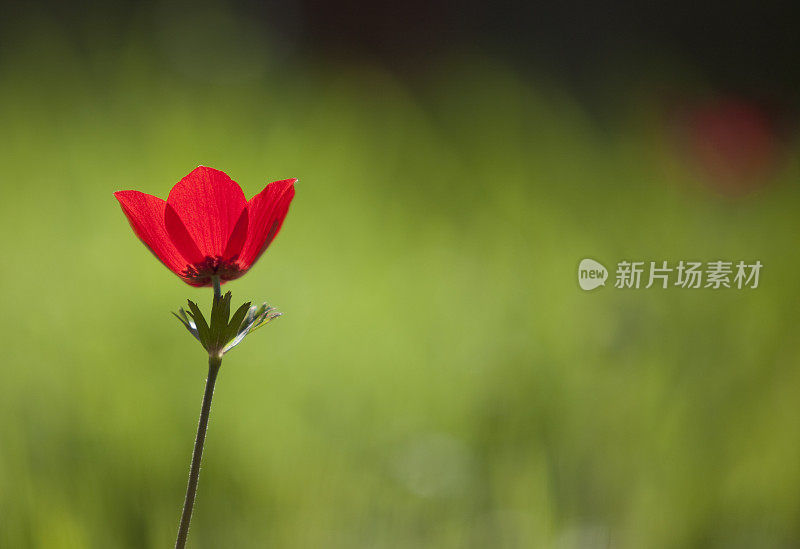 单一的红色罂粟花