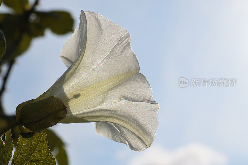 大旋花林白花侧视图