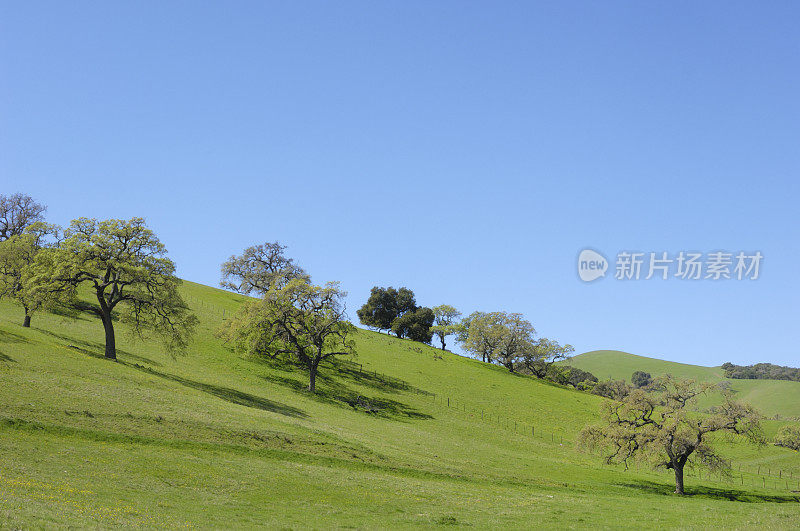 春天的加州橡树在山坡上