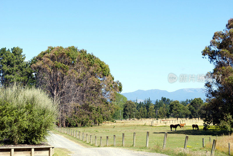 新西兰南岛的乡村景色和马