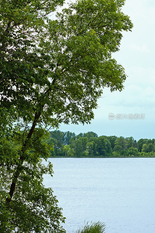 树和湖-垂直
