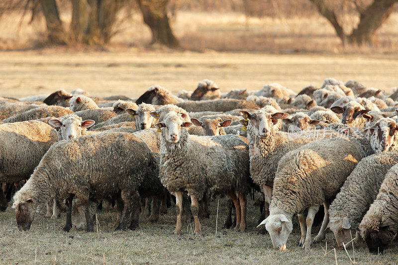放牧绵羊群