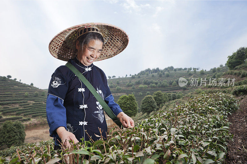中国杨朔，传统的采茶工人在梯田工作