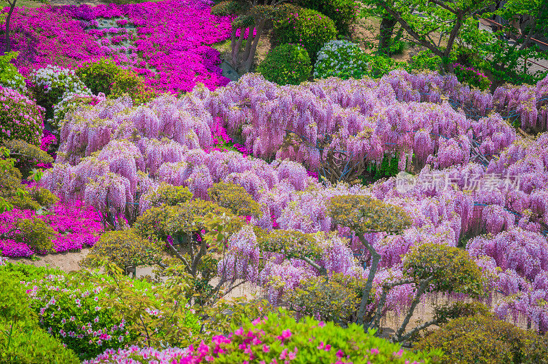 日本紫藤节在春天