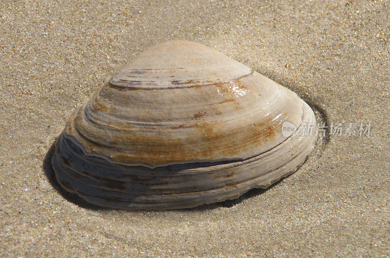 沙中的贝壳