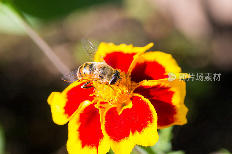 一个毛茸茸的大黄蜂征服鲜艳的花特写