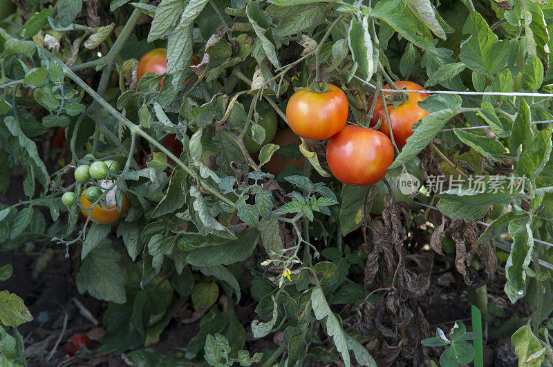 有机加利福尼亚番茄在藤上成熟的特写