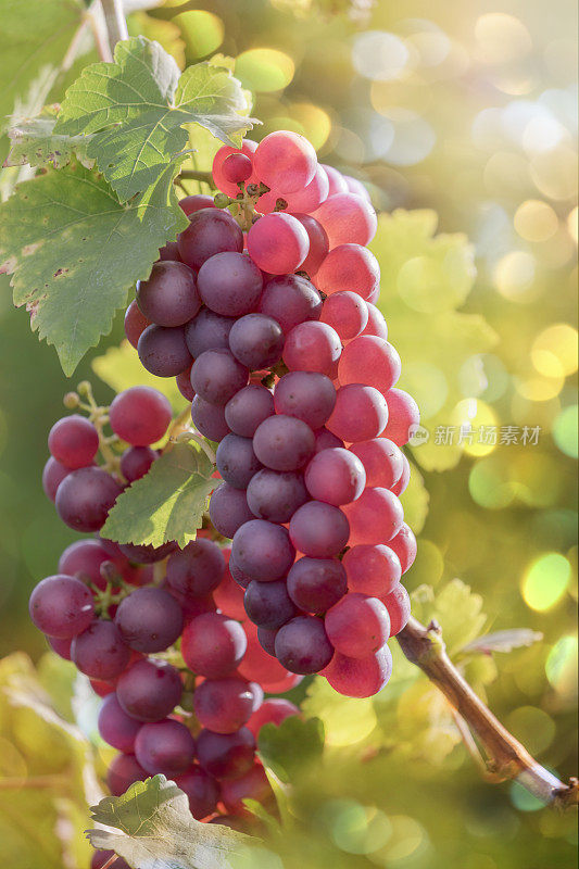 日落时葡萄园里的红葡萄
