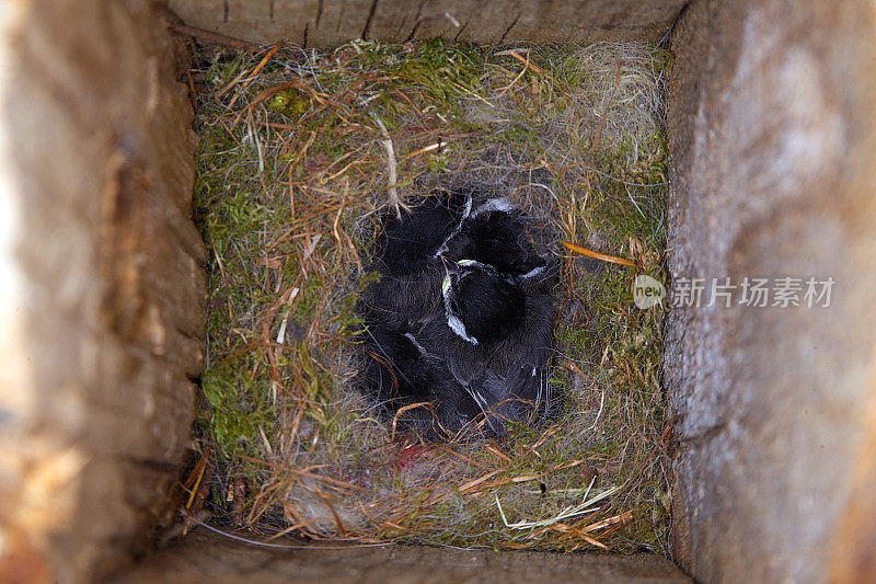 巢箱里有四只小山雀