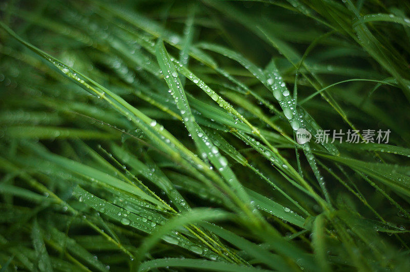 新鲜的绿草带着露珠靠近。雨后水滴在新鲜的草地上。