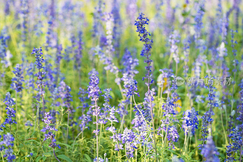 丹参盛夏开花