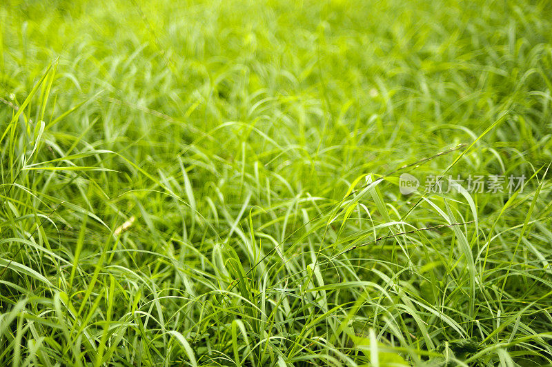 夏日绿草背景