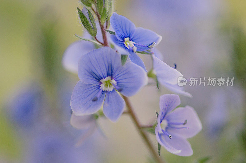 晨光洒在蓝色的花朵上