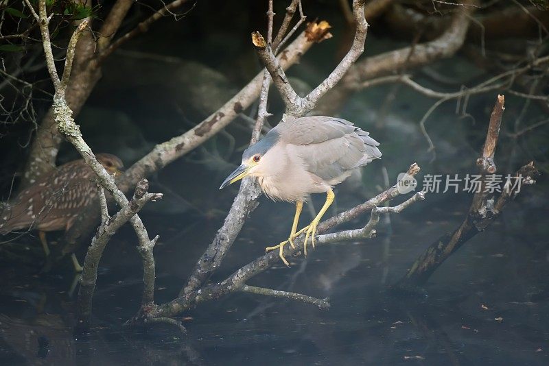 黑冠夜鹭和雏鸟