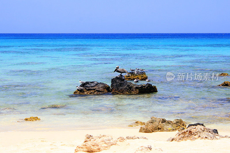 田园诗般的岚什热带海滩，阳光明媚的蓝绿色泻湖，夏天的天堂，阿鲁巴-荷属安的列斯群岛，加勒比海蓝色的海