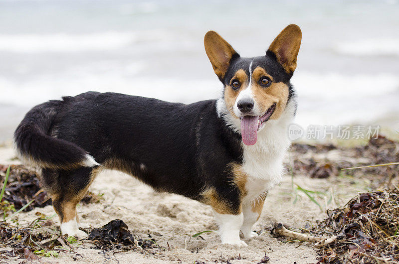 海滩上的一只柯基犬亲近大自然