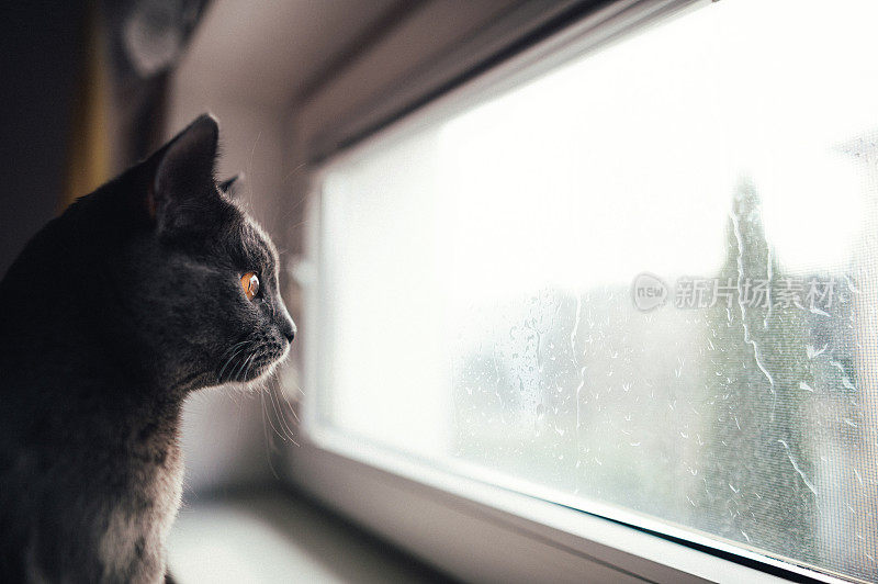 一只猫在雨天向外看