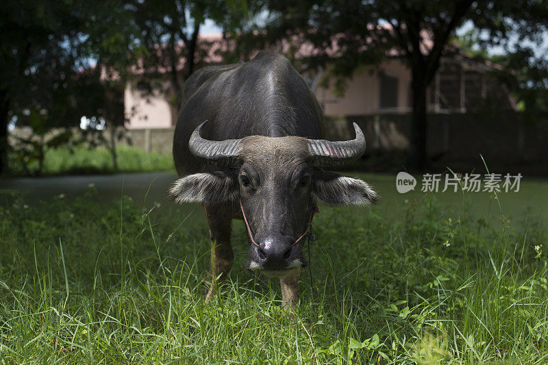 泰国水牛看着照相机