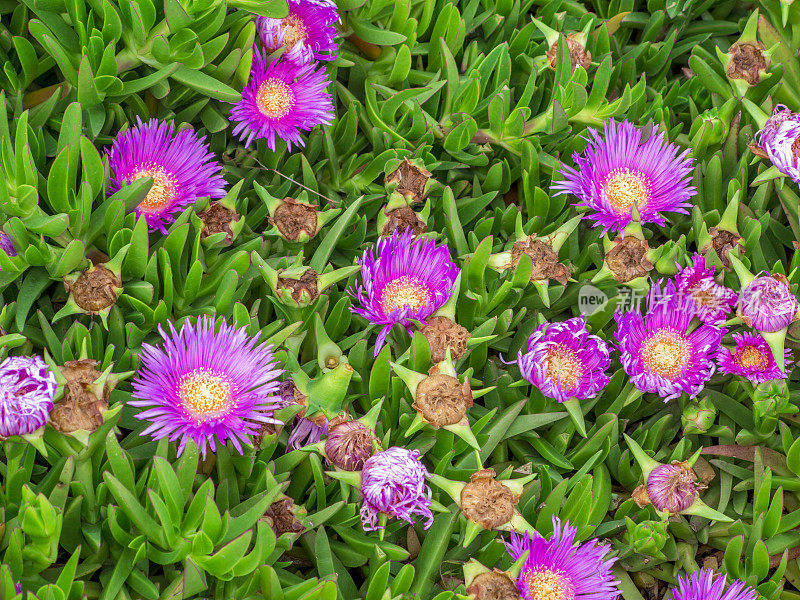 土耳其伊斯坦布尔bostanci港口附近的沙花