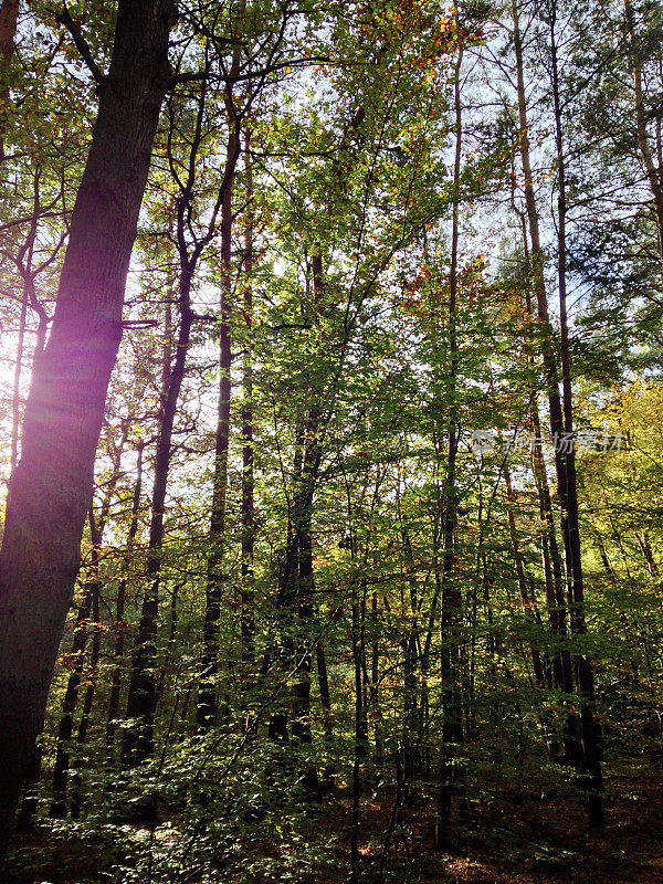 美丽的秋日树林与阳光