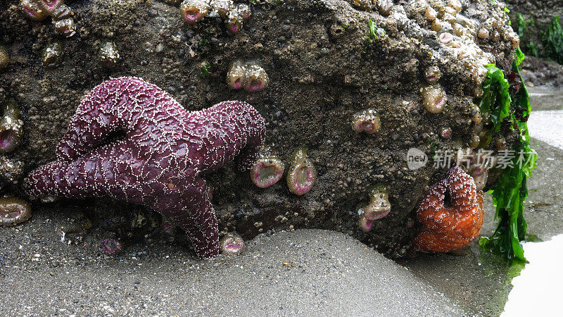 紫色海星，海洋生物，海葵，海藻，岩石，奥林匹克海岸，华盛顿