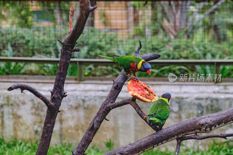 彩虹鹦鹉吃木瓜