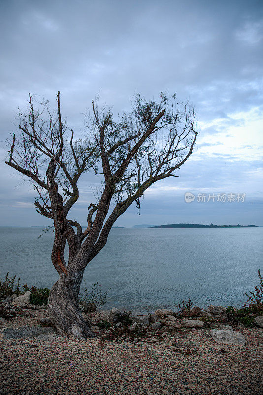 单株孤树，海景