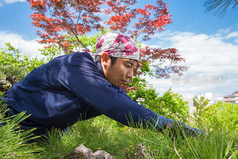 日本年轻的园丁