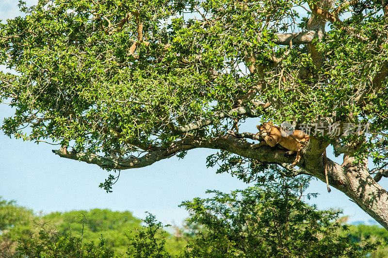树狮，乌干达Mburo湖国家公园