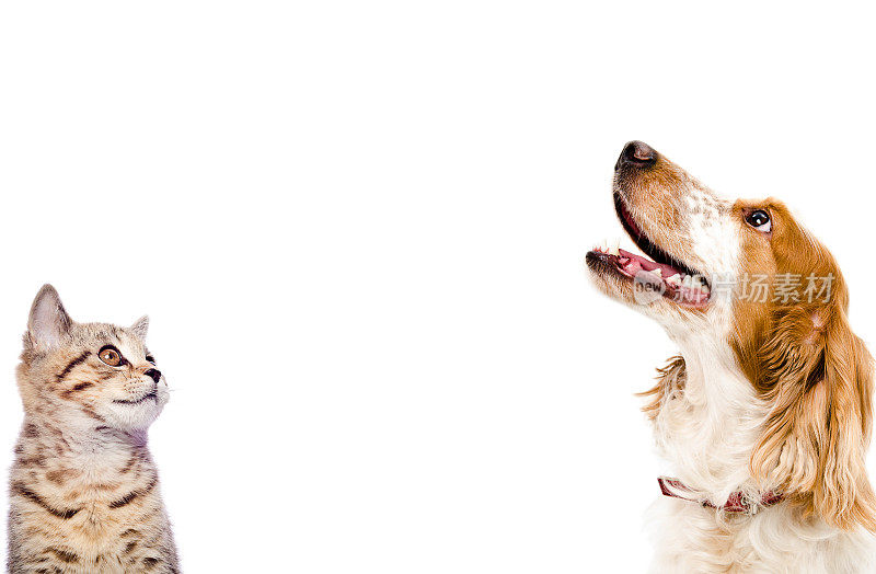 小猫苏格兰直犬和狗俄罗斯猎犬的肖像