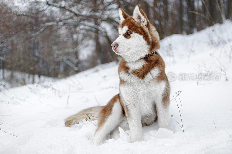 冬季森林里的哈士奇狗的肖像