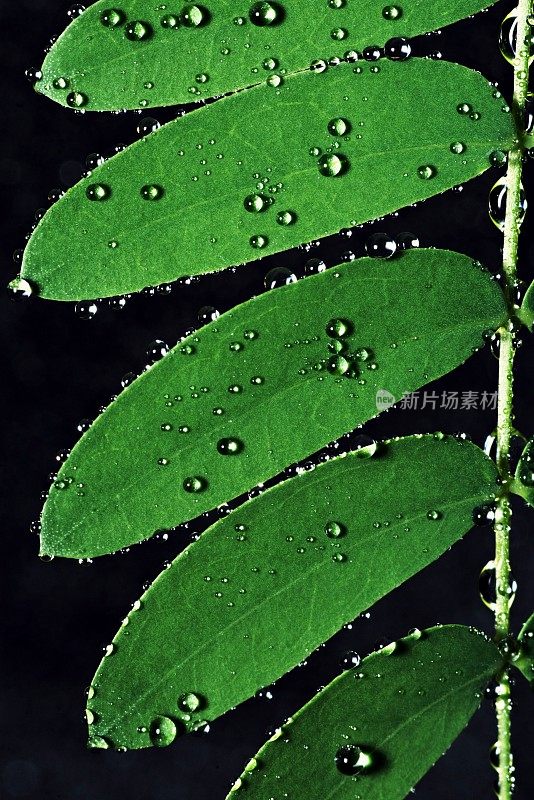 罗望子树叶子上的雨滴特写(黑色背景，垂直)