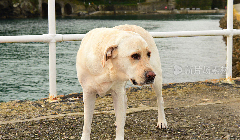 康沃尔的拉布拉多寻回犬