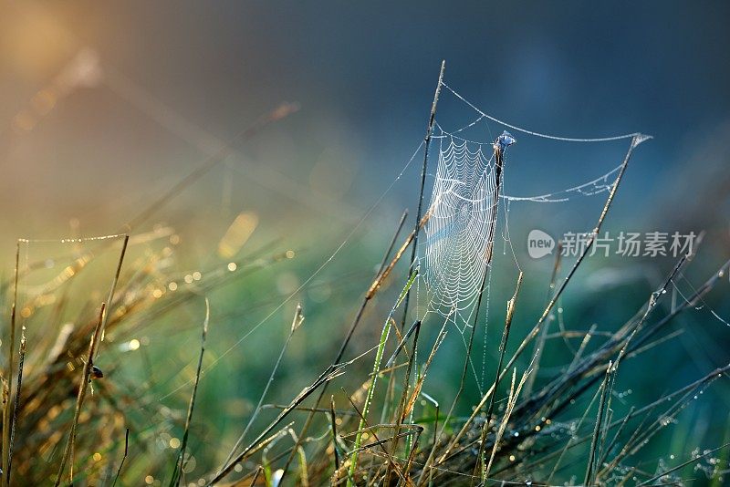 美丽的蜘蛛网与水滴特写