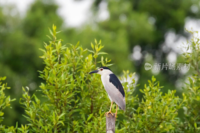 黑冠夜鹭在亚洲泰国的红树林栖息在一根木棒上