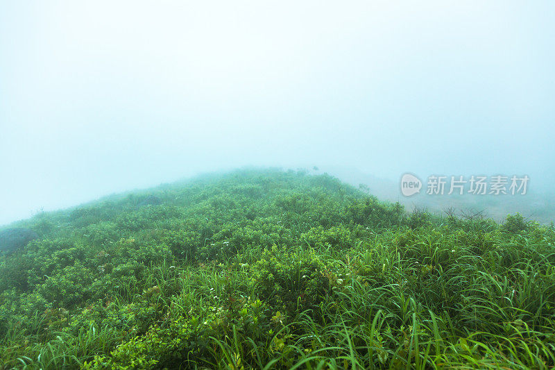 雾天的草地在山顶上