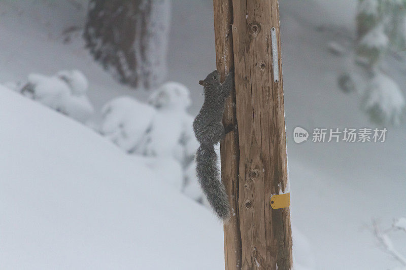 松鼠在树杆上寻找食物