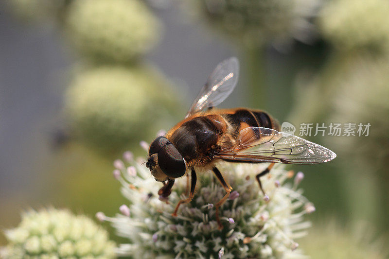 食蚜蝇关闭